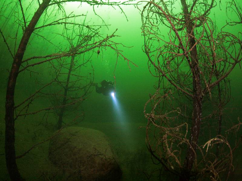 Unterwasser-Wald im Gremminer See